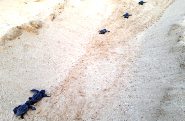 Legambiente: schiuse a Lampedusa le prime uova di Tartaruga marina "Caretta caretta" 